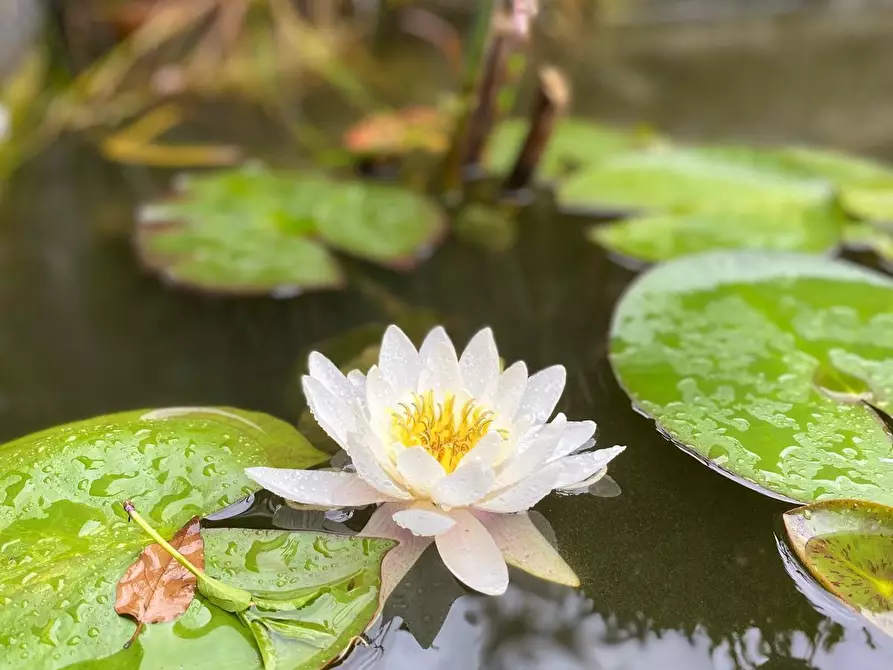Immagine 6 di Terratetto in vendita  a Camaiore