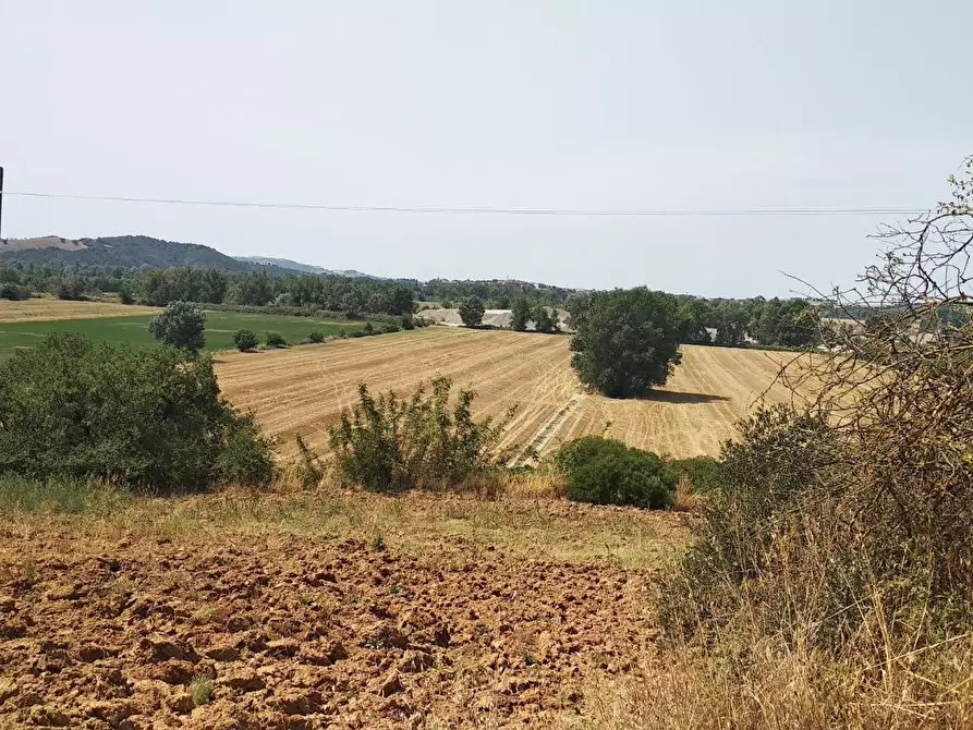 Immagine 2 di Azienda agricola in vendita  a Grosseto
