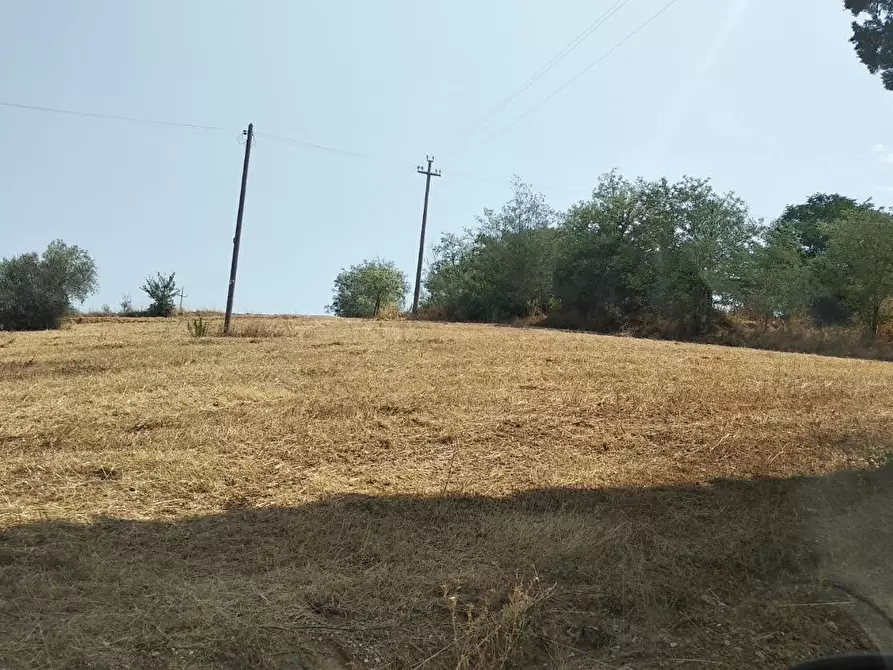 Immagine 5 di Azienda agricola in vendita  a Grosseto