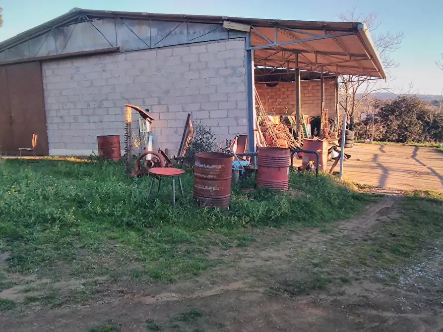 Immagine 4 di Azienda agricola in vendita  a Grosseto