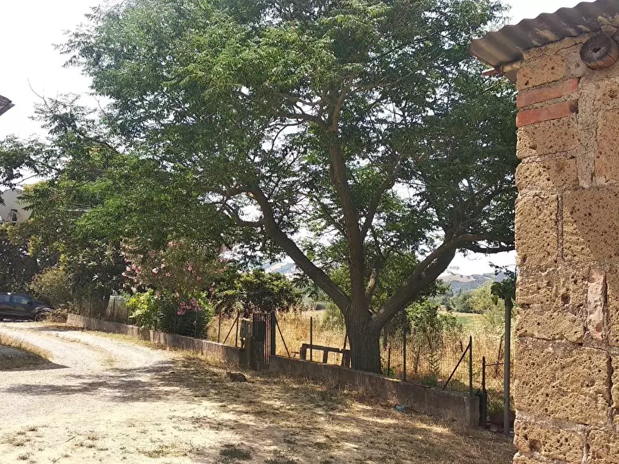 Immagine 3 di Azienda agricola in vendita  a Grosseto