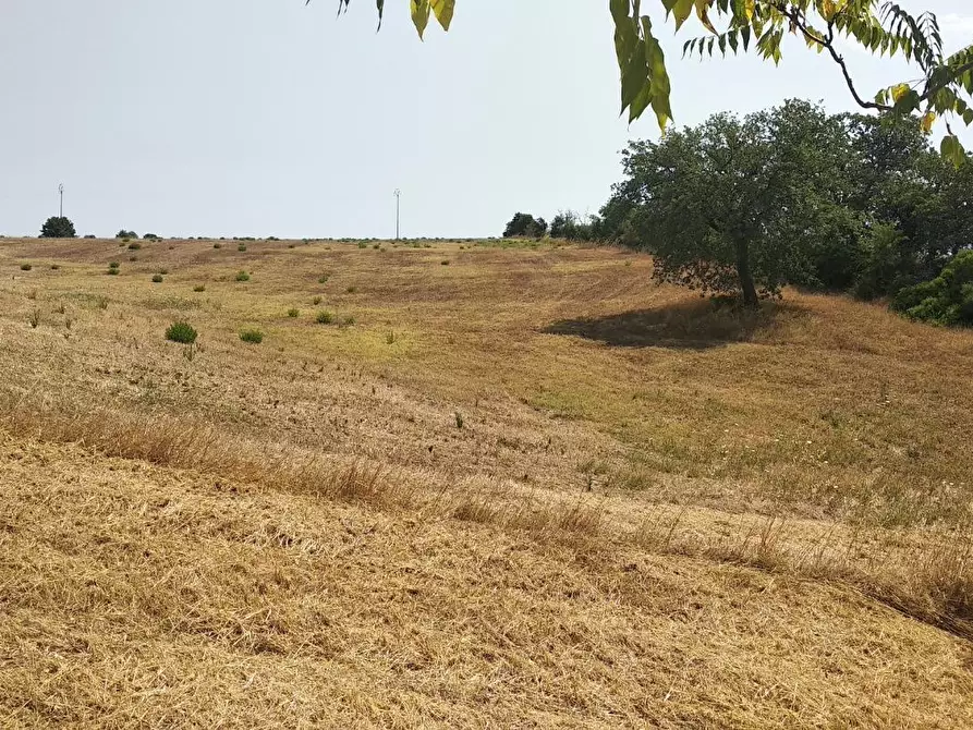 Immagine 6 di Azienda agricola in vendita  a Grosseto