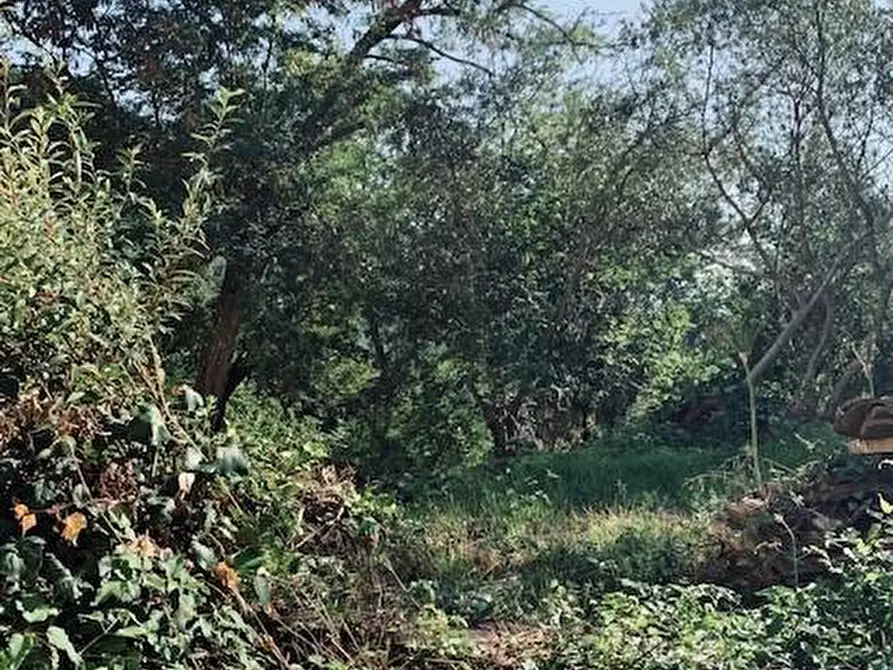 Immagine 13 di Casa colonica in vendita  a Calci