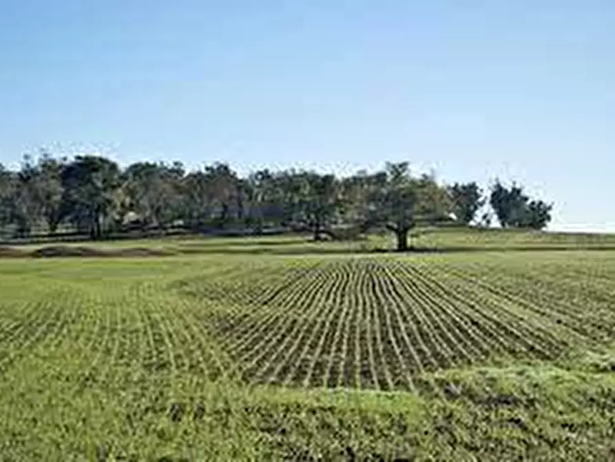 Immagine 1 di Terreno agricolo in vendita  a Calci