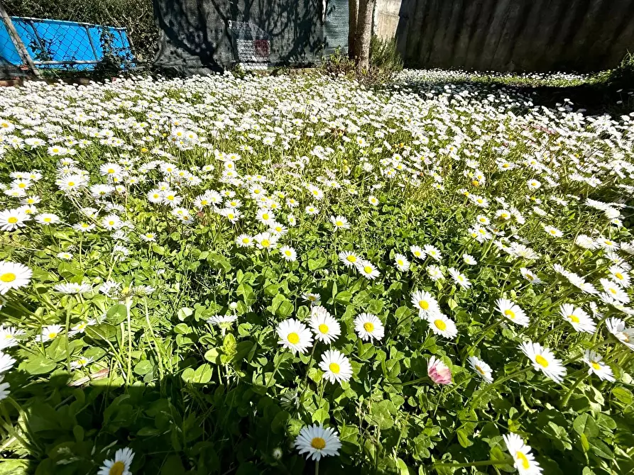 Immagine 6 di Appartamento in vendita  a Ponsacco