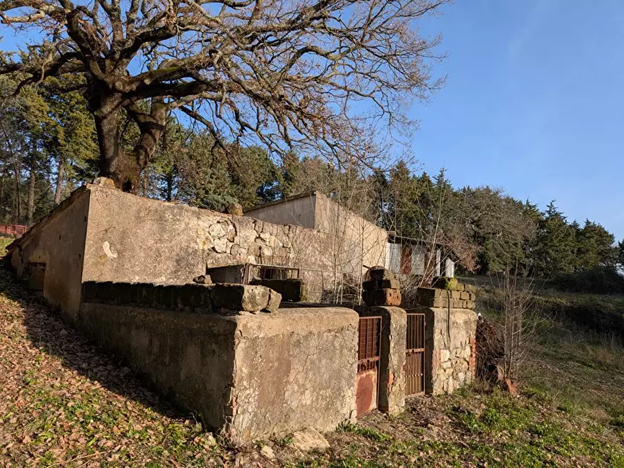 Immagine 11 di Terratetto in vendita  a Manciano