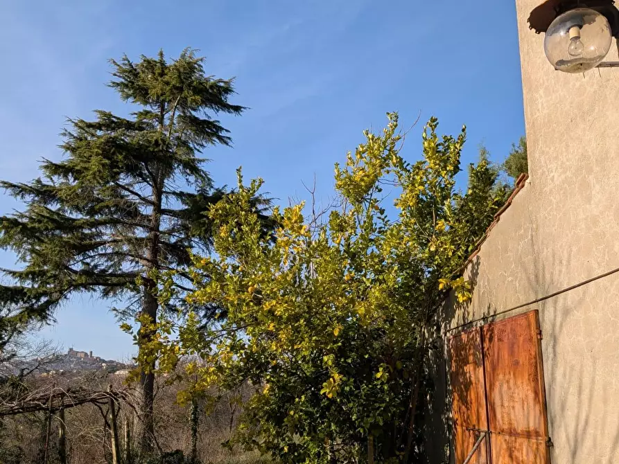 Immagine 4 di Terratetto in vendita  a Manciano