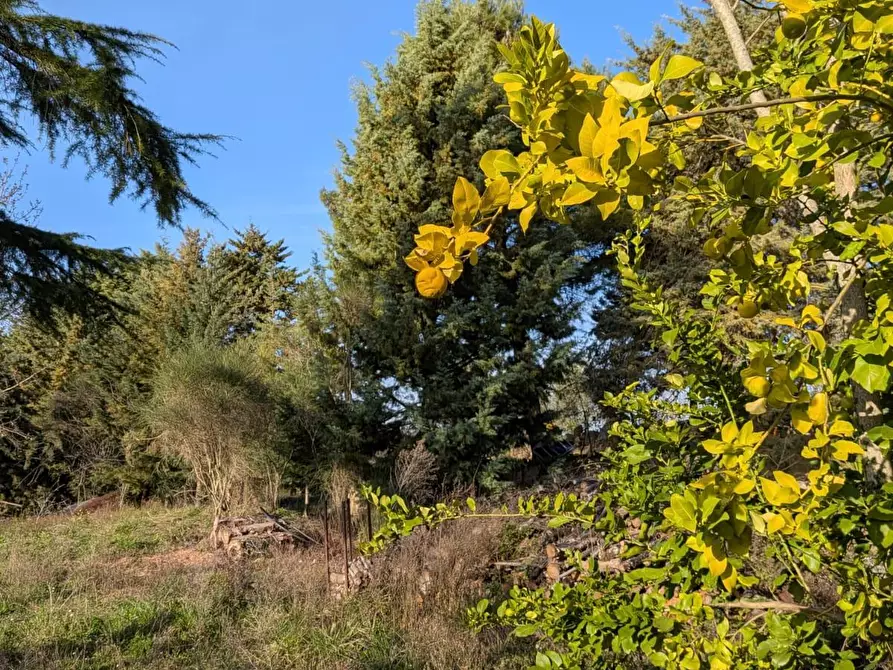 Immagine 5 di Terratetto in vendita  a Manciano