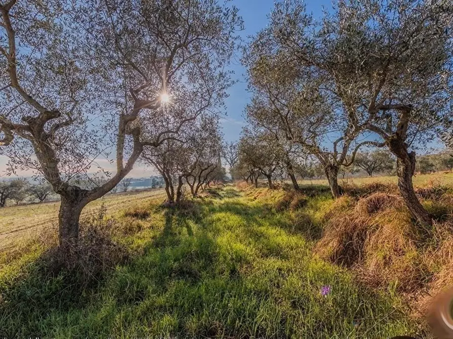 Immagine 20 di Casa colonica in vendita  a Torrita Di Siena