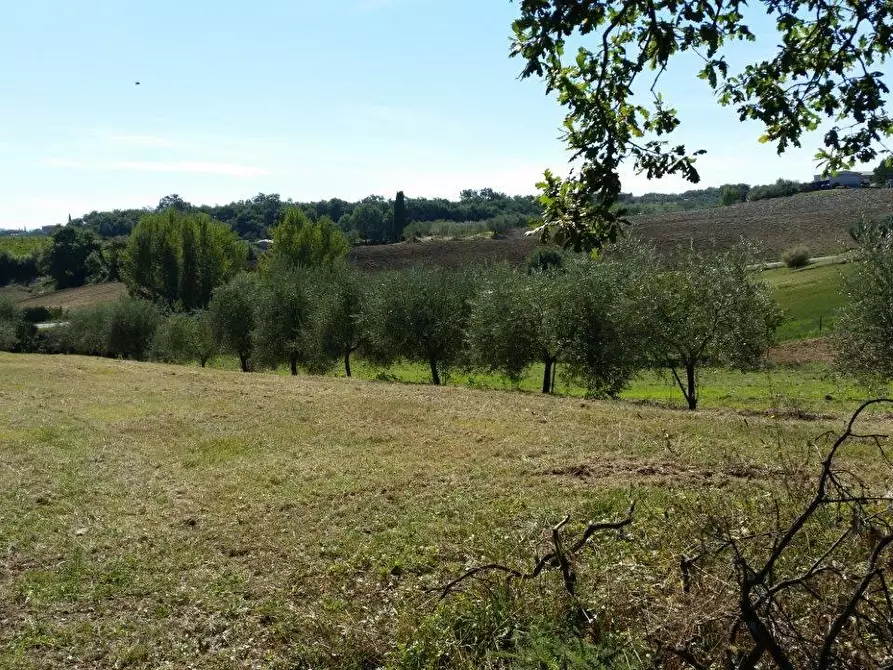 Immagine 11 di Casa colonica in vendita  a Torrita Di Siena