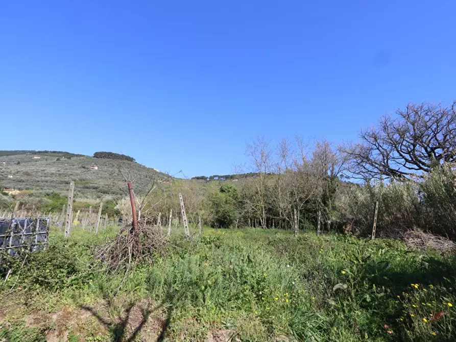 Immagine 24 di Terratetto in vendita  a Buti