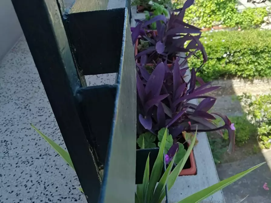 Immagine 4 di Appartamento in affitto  a Pisa