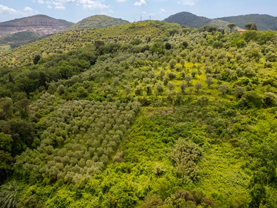 Immagine 18 di Casa colonica in vendita  a Vecchiano