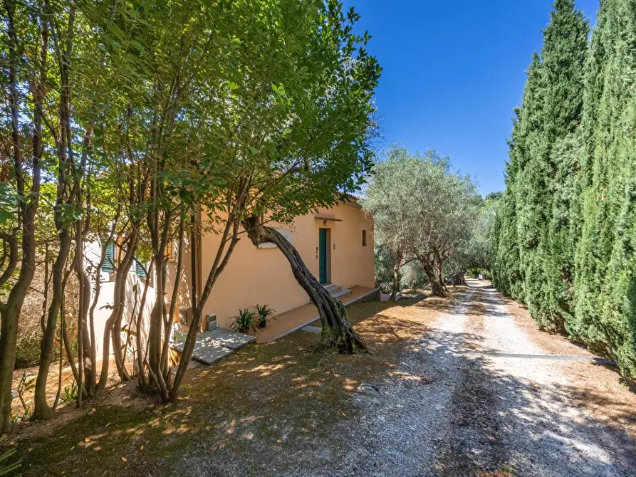 Immagine 5 di Casa colonica in vendita  a Vecchiano