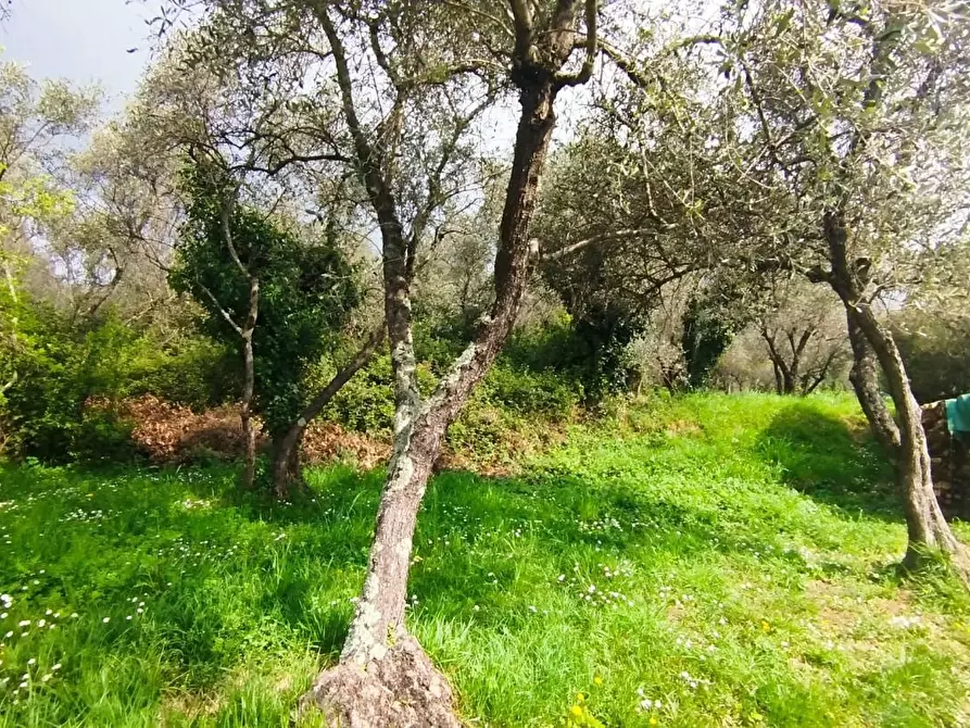 Immagine 3 di Terreno agricolo in vendita  a Fosdinovo