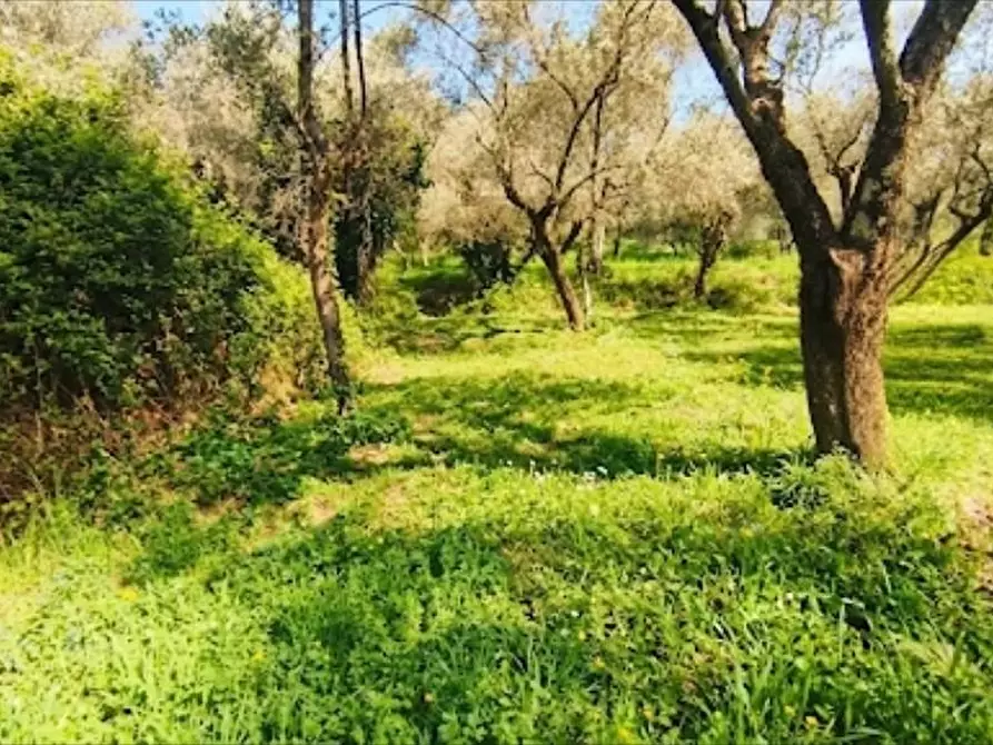 Immagine 11 di Terreno agricolo in vendita  a Fosdinovo