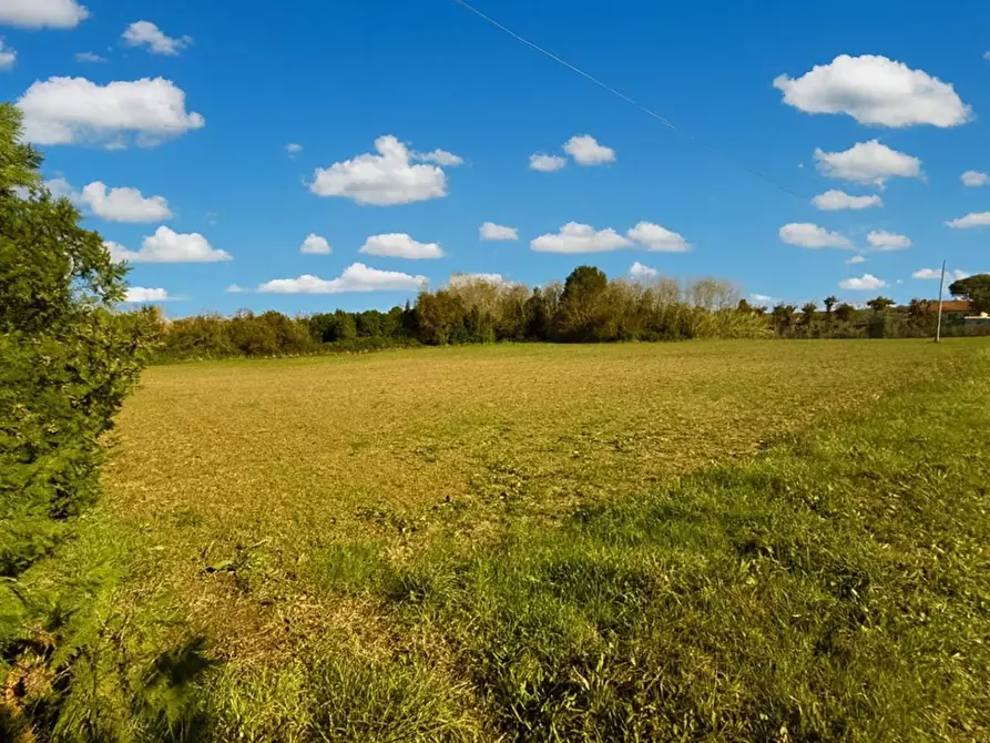 Immagine 2 di Terreno agricolo in vendita  a Casciana Terme Lari