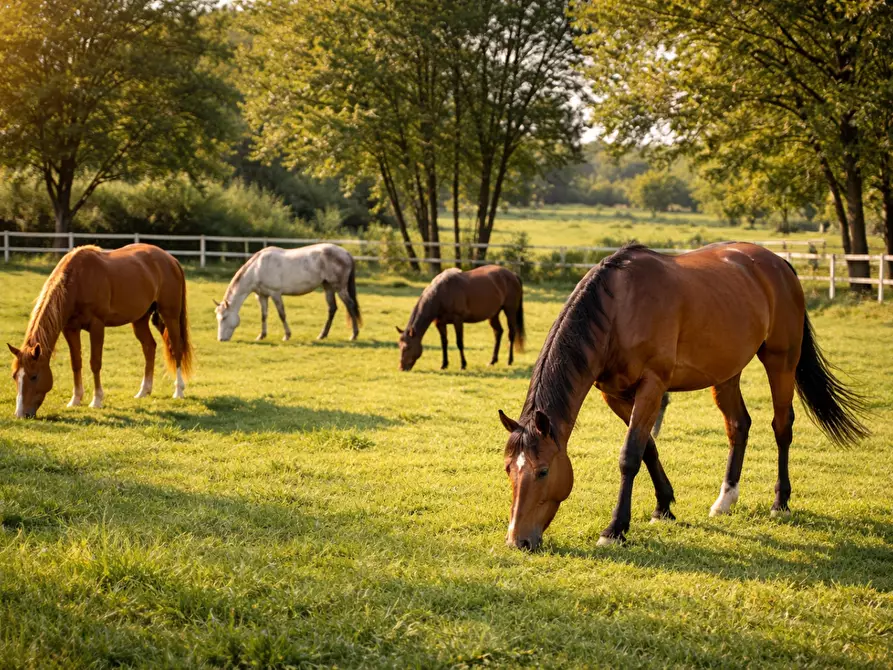 Immagine 2 di Casa colonica in vendita  a Casciana Terme Lari