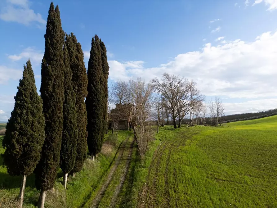 Immagine 11 di Casa colonica in vendita  a Lajatico