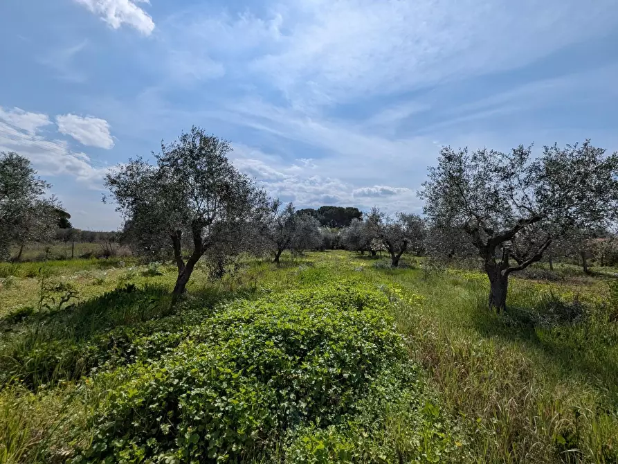 Immagine 42 di Casa colonica in vendita  a Orbetello