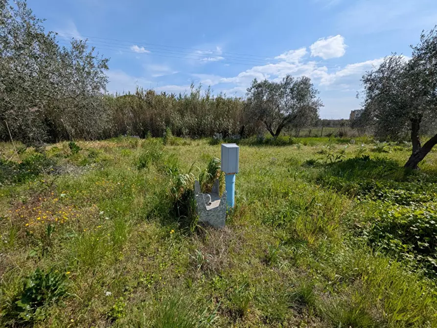 Immagine 41 di Casa colonica in vendita  a Orbetello