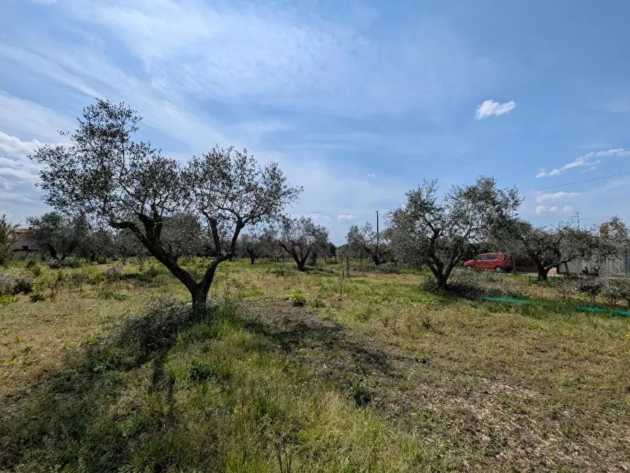 Immagine 39 di Casa colonica in vendita  a Orbetello
