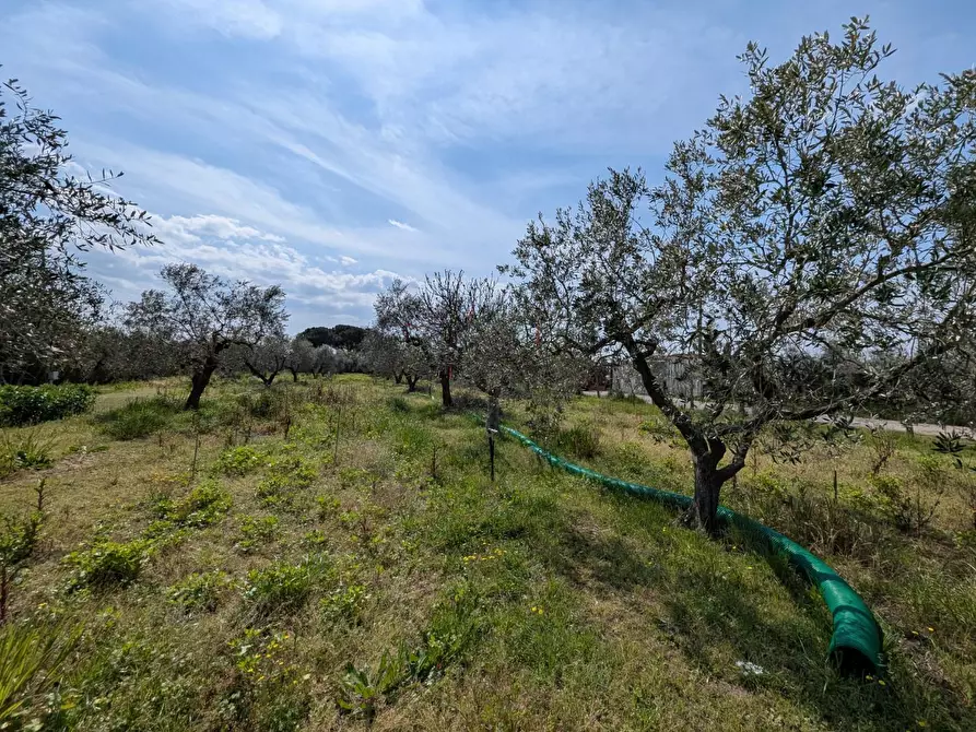 Immagine 38 di Casa colonica in vendita  a Orbetello