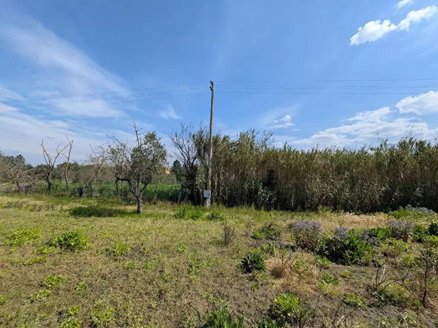 Immagine 40 di Casa colonica in vendita  a Orbetello