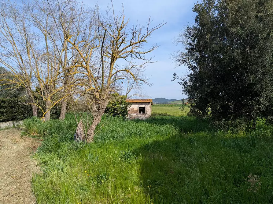 Immagine 3 di Casa colonica in vendita  a Orbetello