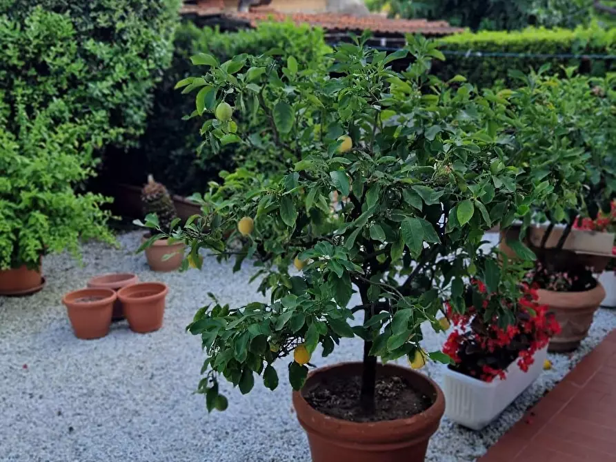 Immagine 3 di Casa bifamiliare in affitto  a Pietrasanta