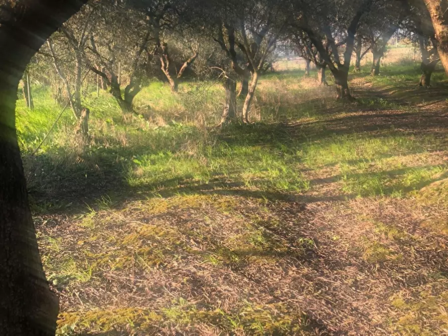 Immagine 3 di Terreno agricolo in vendita  a Pontedera