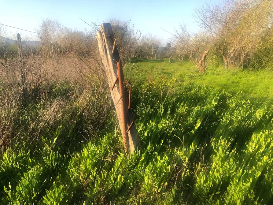Immagine 7 di Terreno agricolo in vendita  a Pontedera