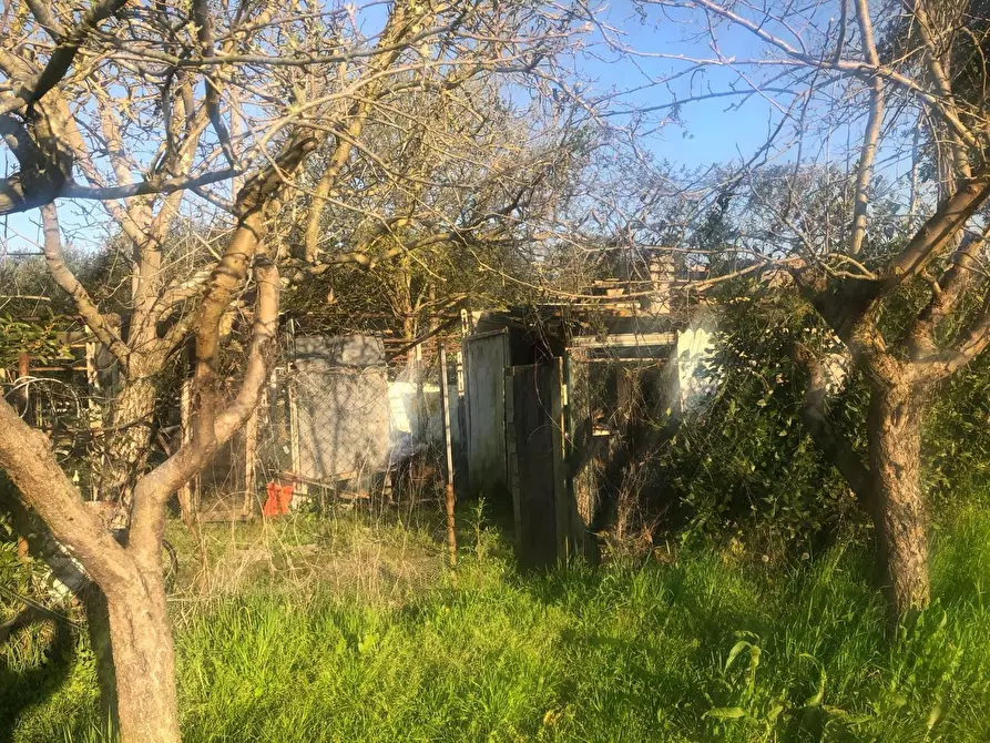 Immagine 6 di Terreno agricolo in vendita  a Pontedera