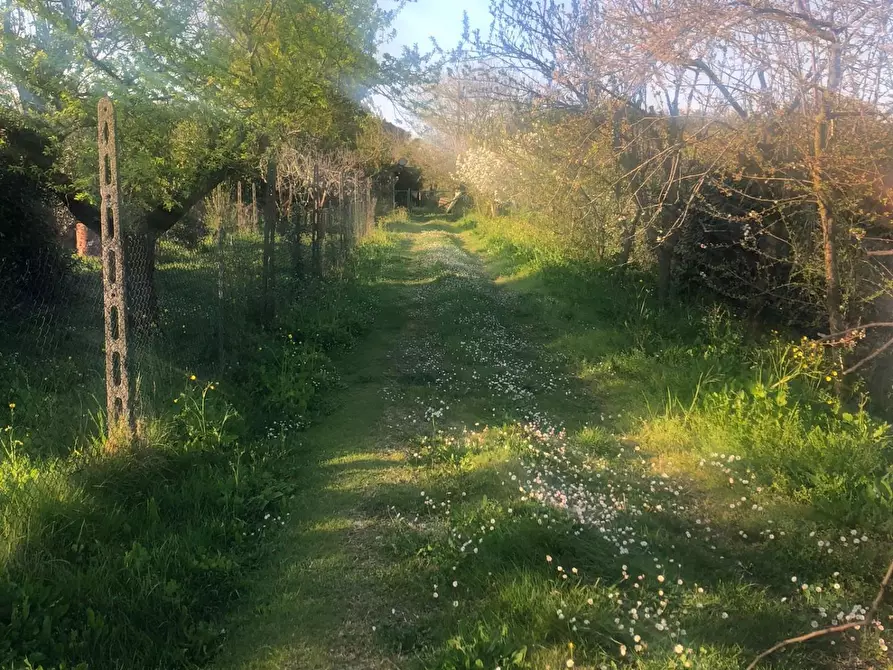 Immagine 5 di Terreno agricolo in vendita  a Pontedera