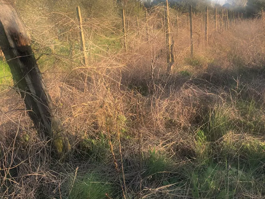 Immagine 4 di Terreno agricolo in vendita  a Pontedera