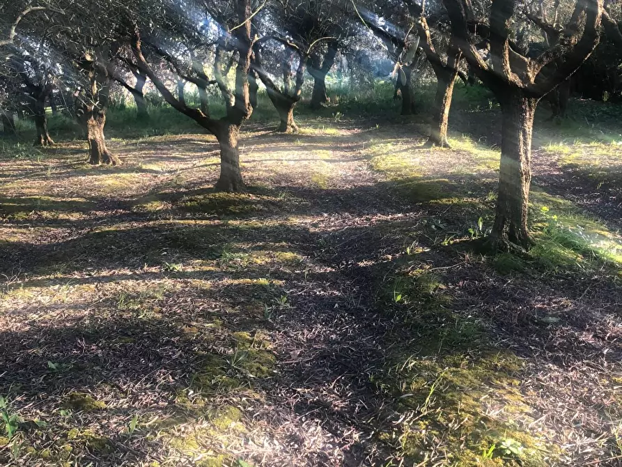 terreno agricolo in vendita a Pontedera in zona Santa Lucia