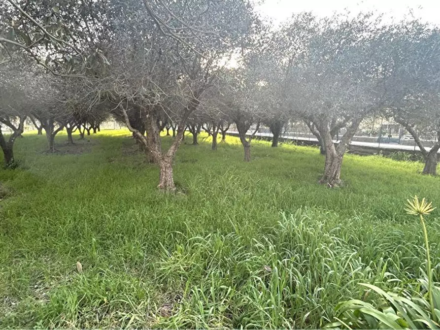 Immagine 3 di Appartamento in vendita  a Sarzana