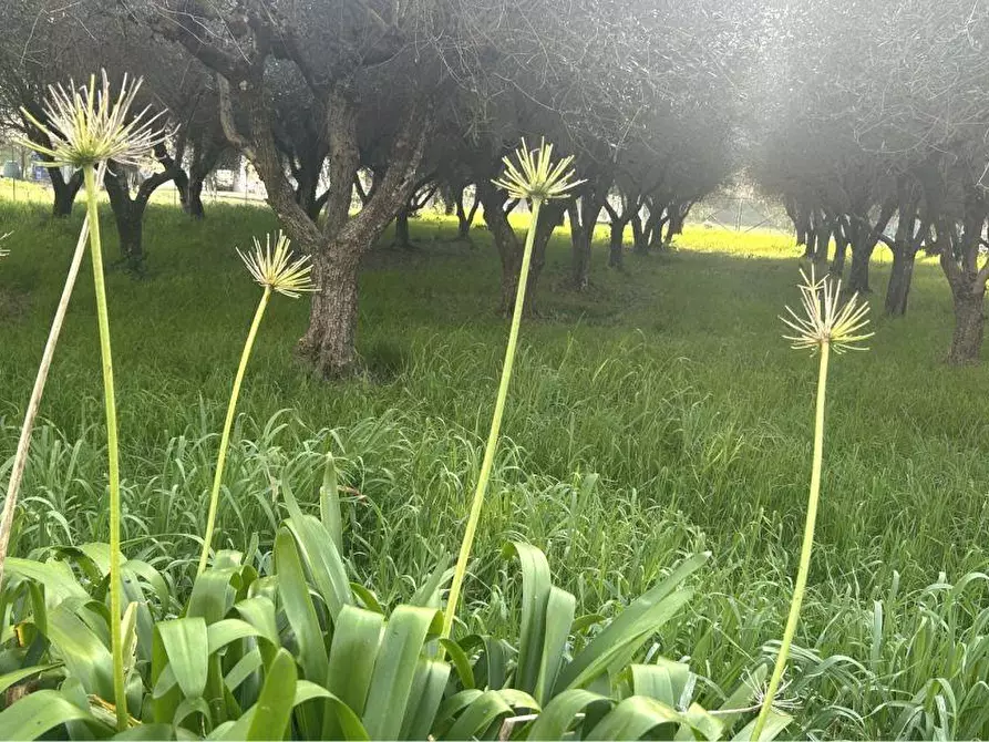 Immagine 23 di Appartamento in vendita  a Sarzana