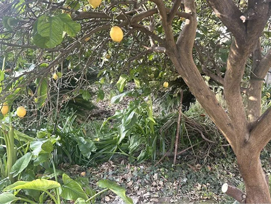 Immagine 22 di Appartamento in vendita  a Sarzana