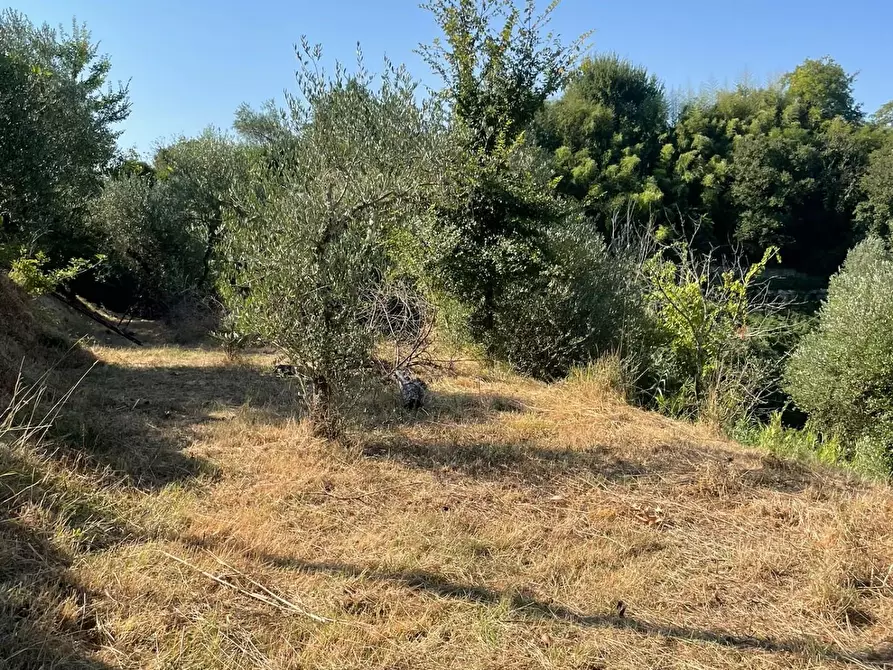 Immagine 2 di Terreno residenziale in vendita  a San Miniato