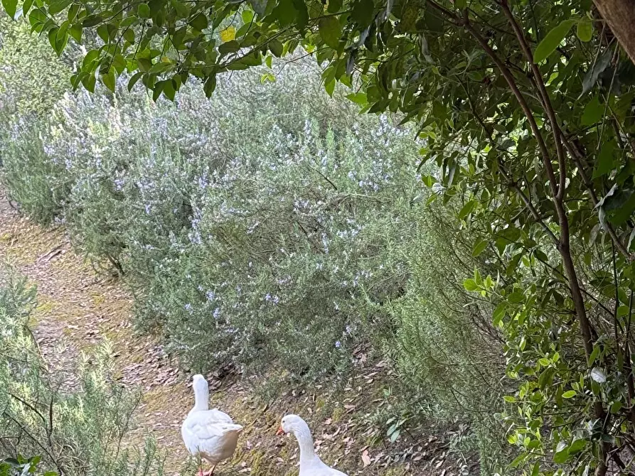 Immagine 67 di Villa in vendita  a Cerreto Guidi