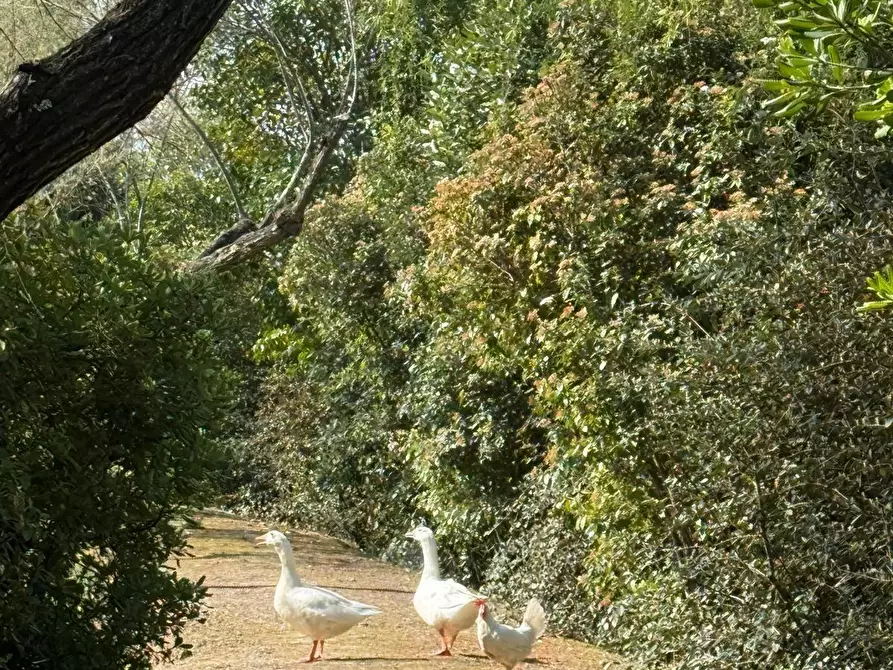 Immagine 55 di Villa in vendita  a Cerreto Guidi