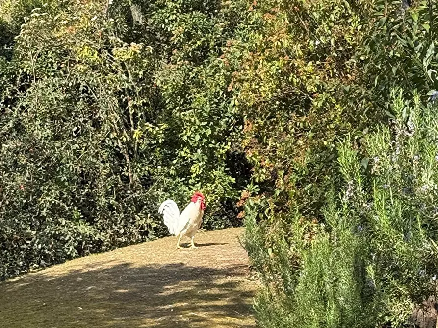 Immagine 66 di Villa in vendita  a Cerreto Guidi