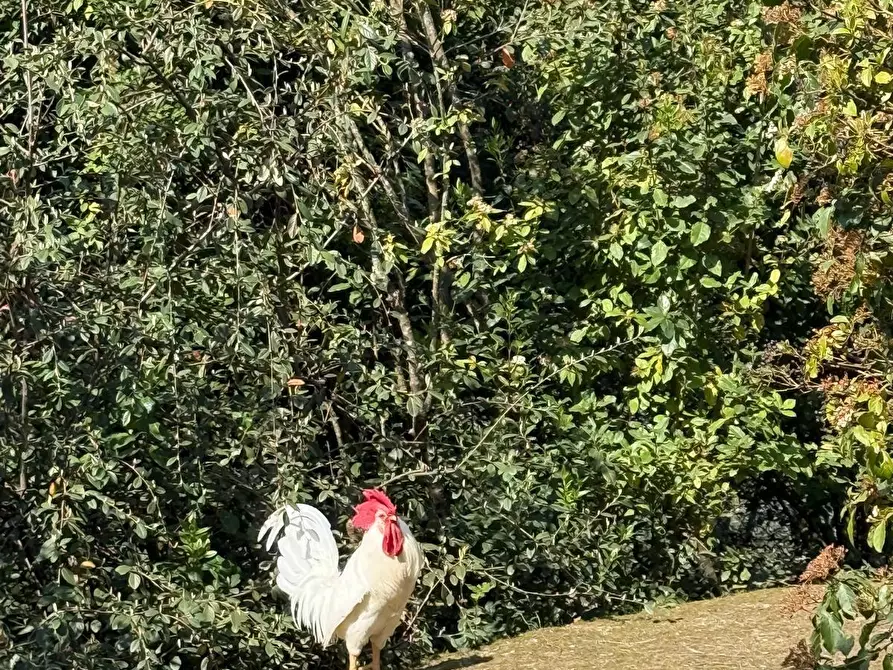 Immagine 63 di Villa in vendita  a Cerreto Guidi