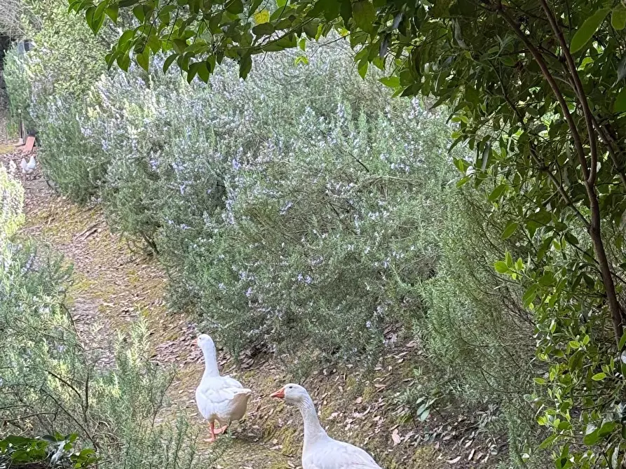 Immagine 68 di Villa in vendita  a Cerreto Guidi