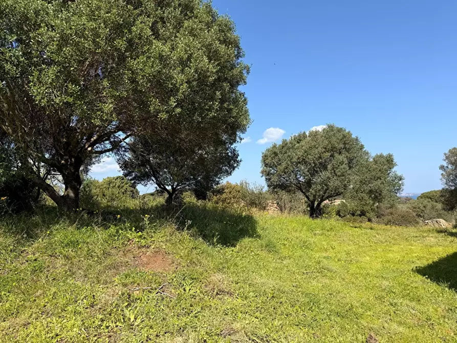 Immagine 8 di Casa colonica in vendita  a Arzachena