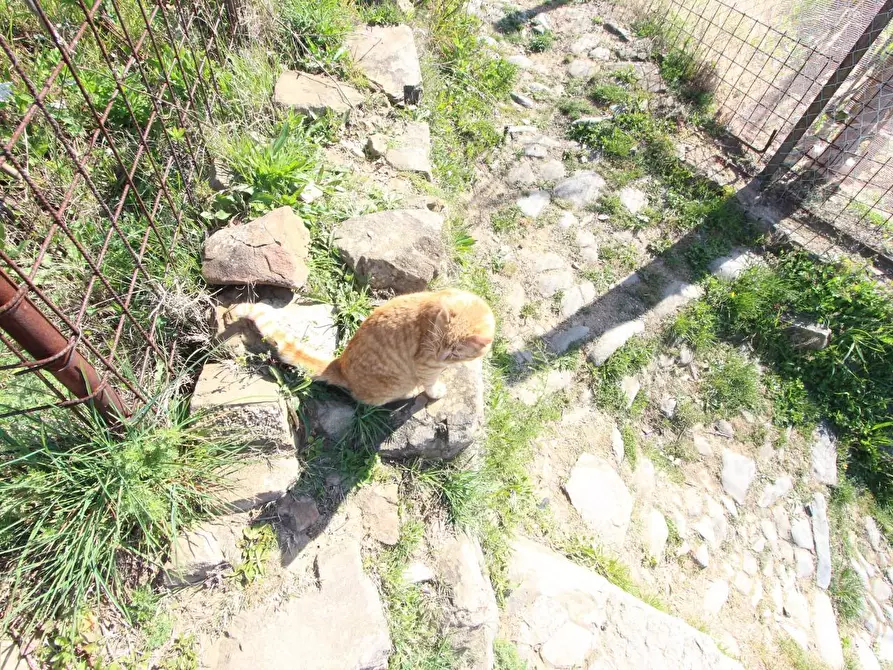 Immagine 7 di Appartamento in vendita  a La Spezia