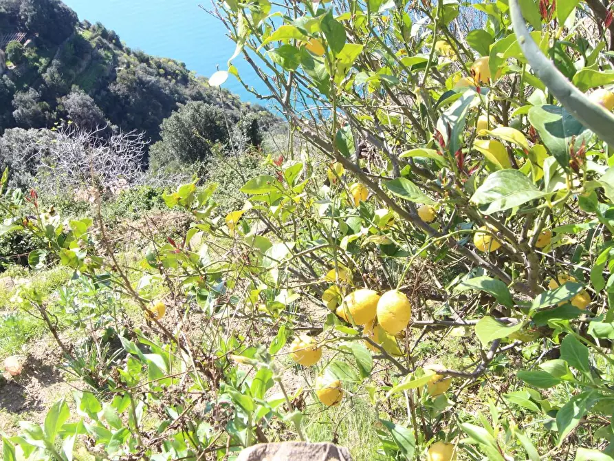 Immagine 3 di Appartamento in vendita  a La Spezia