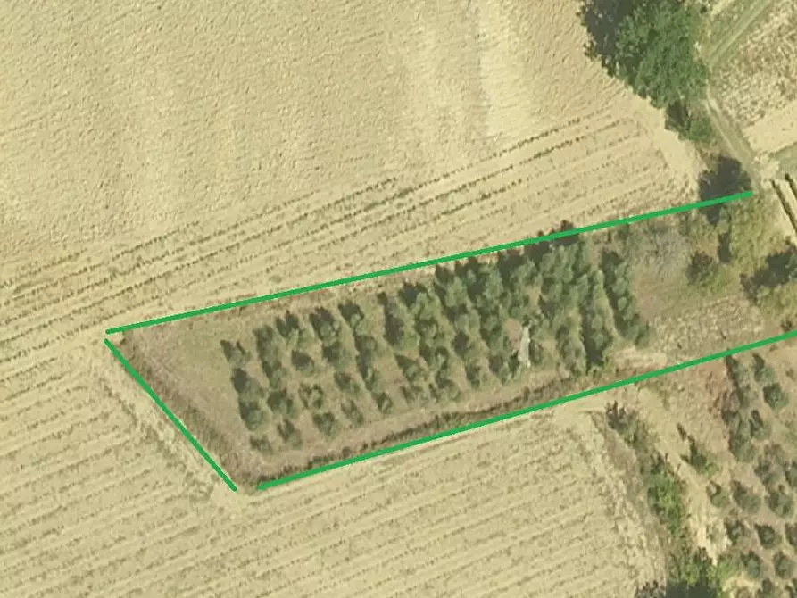 Immagine 1 di Terreno agricolo in vendita  a Cerreto Guidi