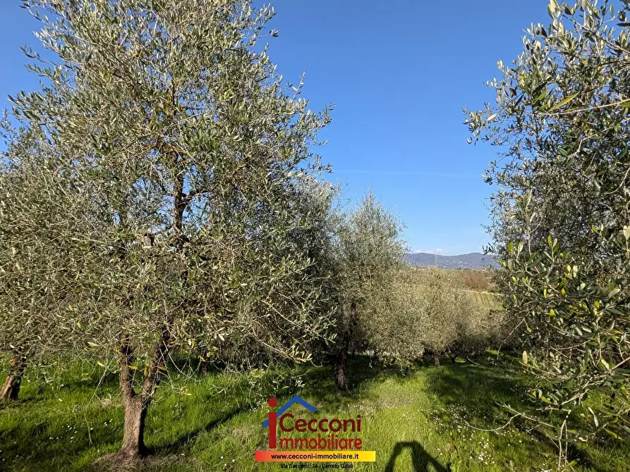 Immagine 4 di Terreno agricolo in vendita  a Cerreto Guidi